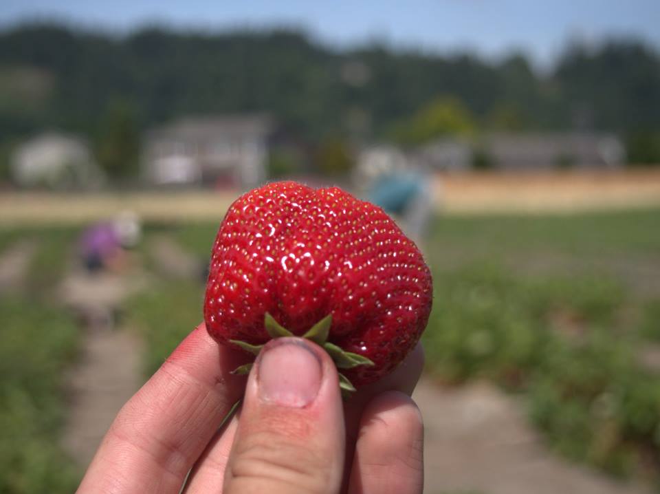 You too can learn how to grow strawberries like these