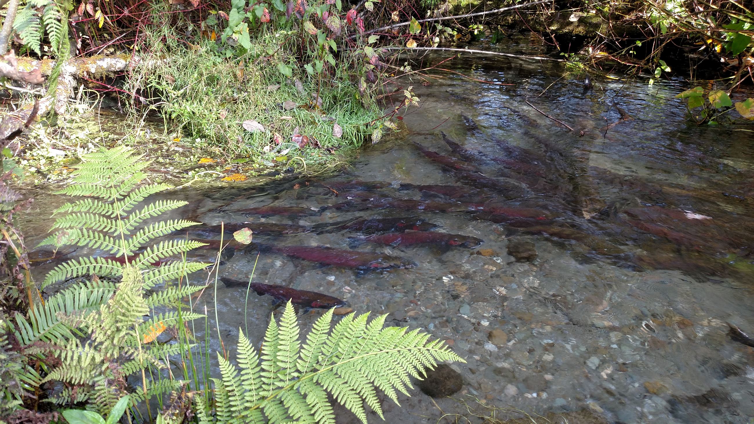 Salmon in Clarks Creek