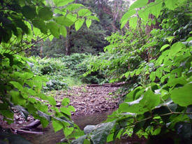 A forrest with overgrown vegetation