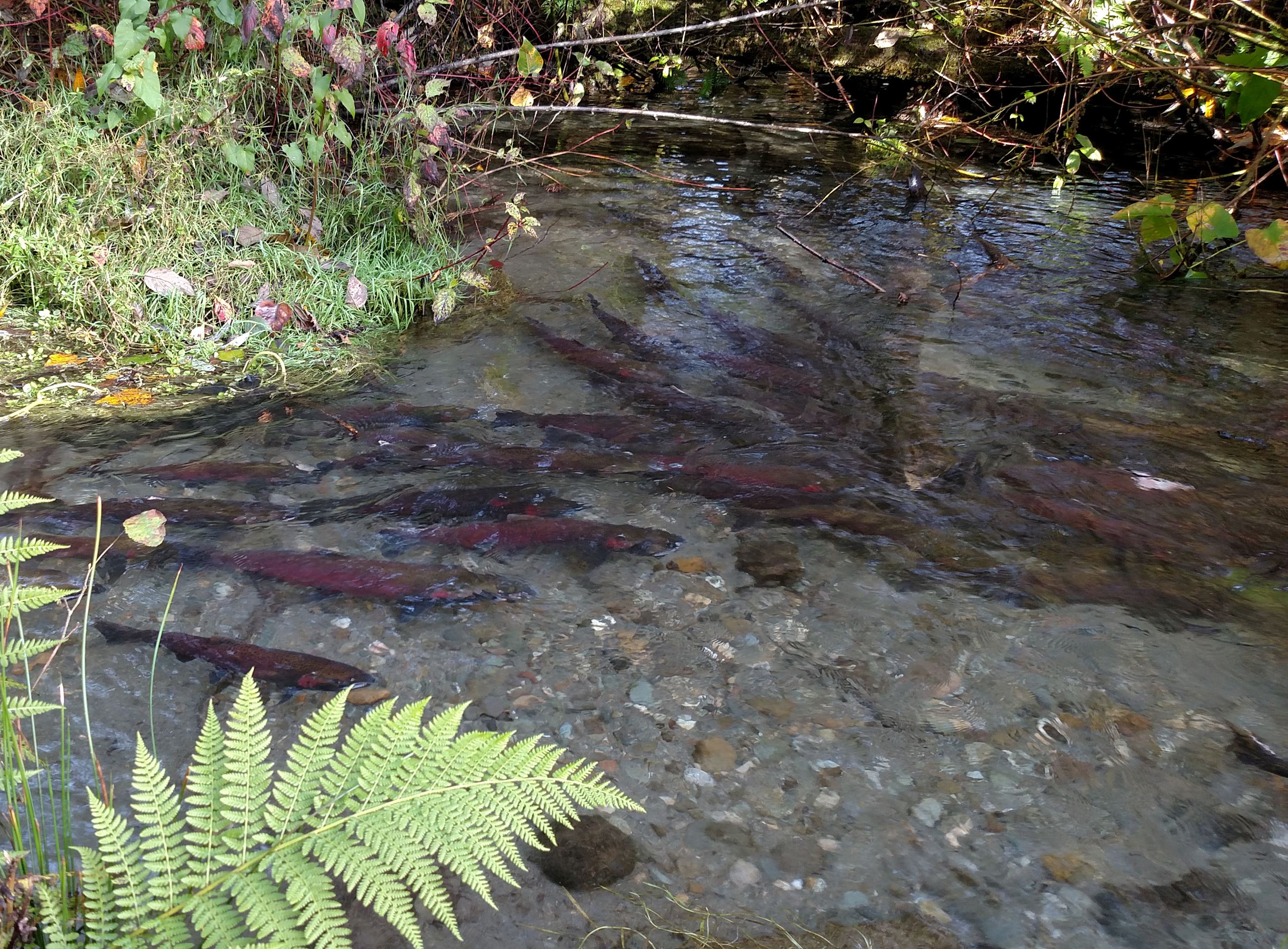 Salmon in Clarks Creek