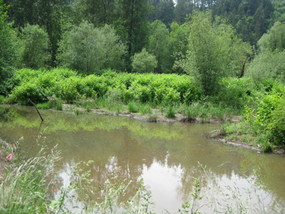 A creek along the creek bed