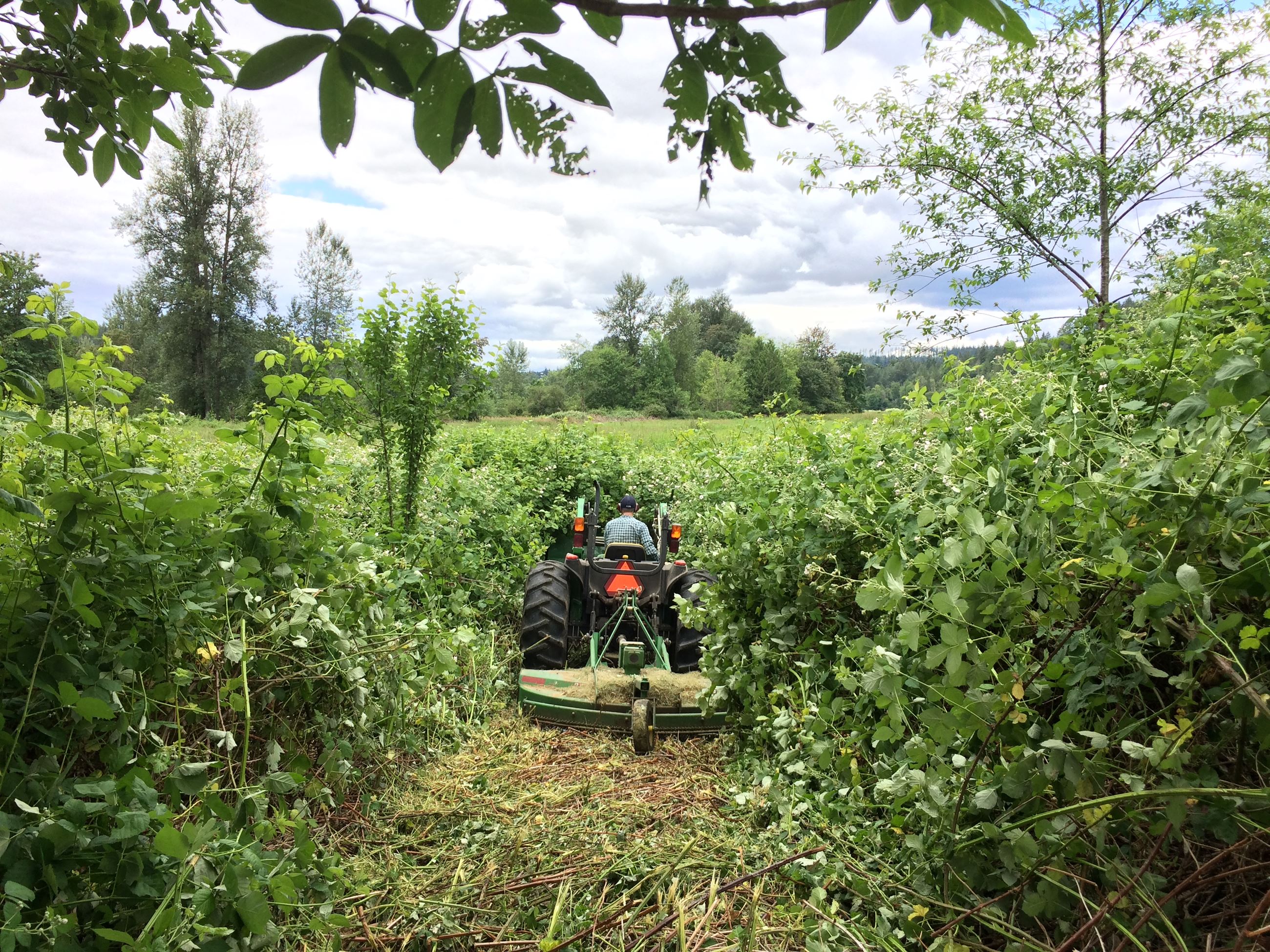Chris mowing blackberries
