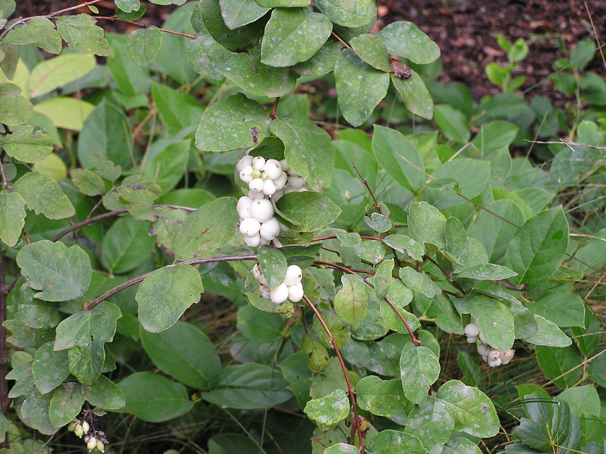 Symphoricarpos_albus_Vlaevigatus_jen01081222