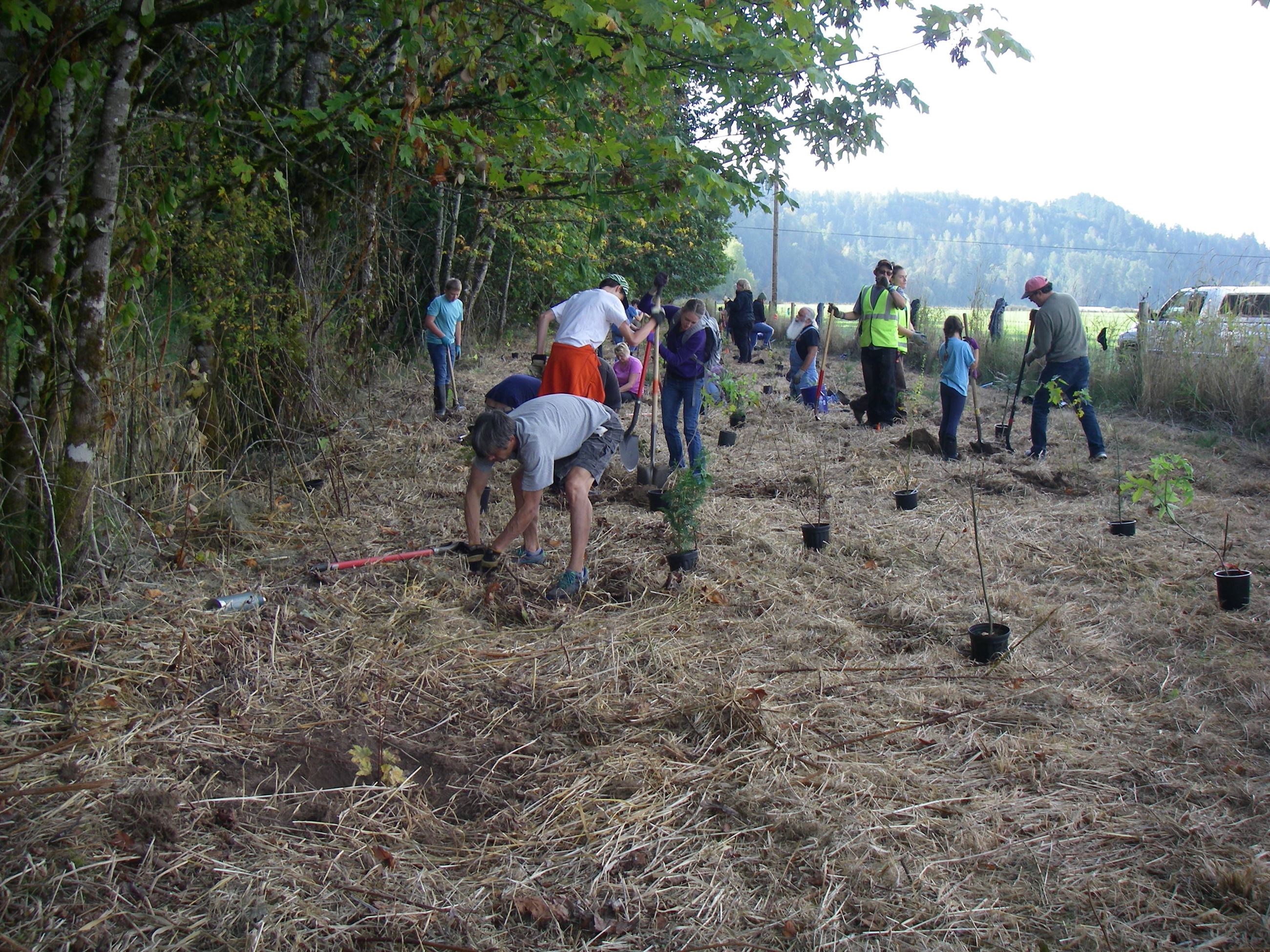 Dropstone Planting Dropstone Planting