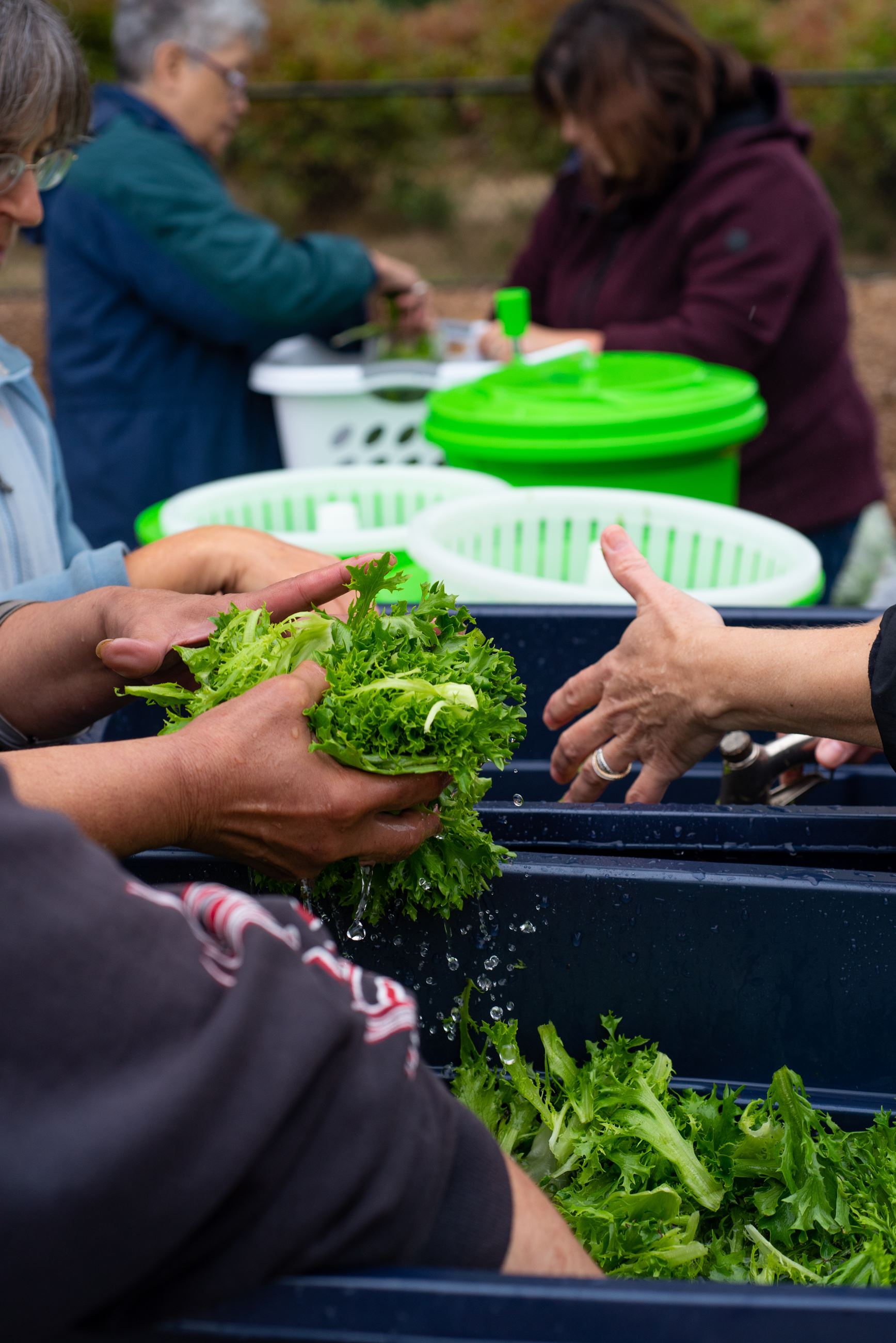 BBPark Greens Harvest