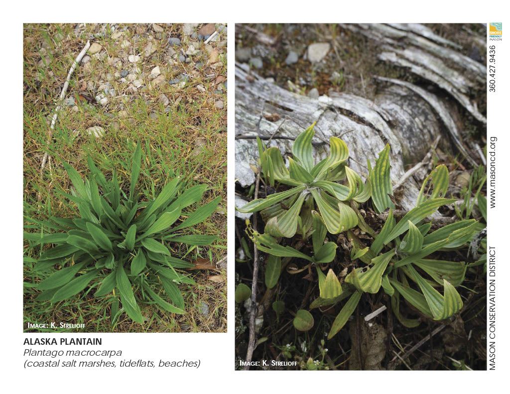 ___SFM Tablet Plants Beach1024_10