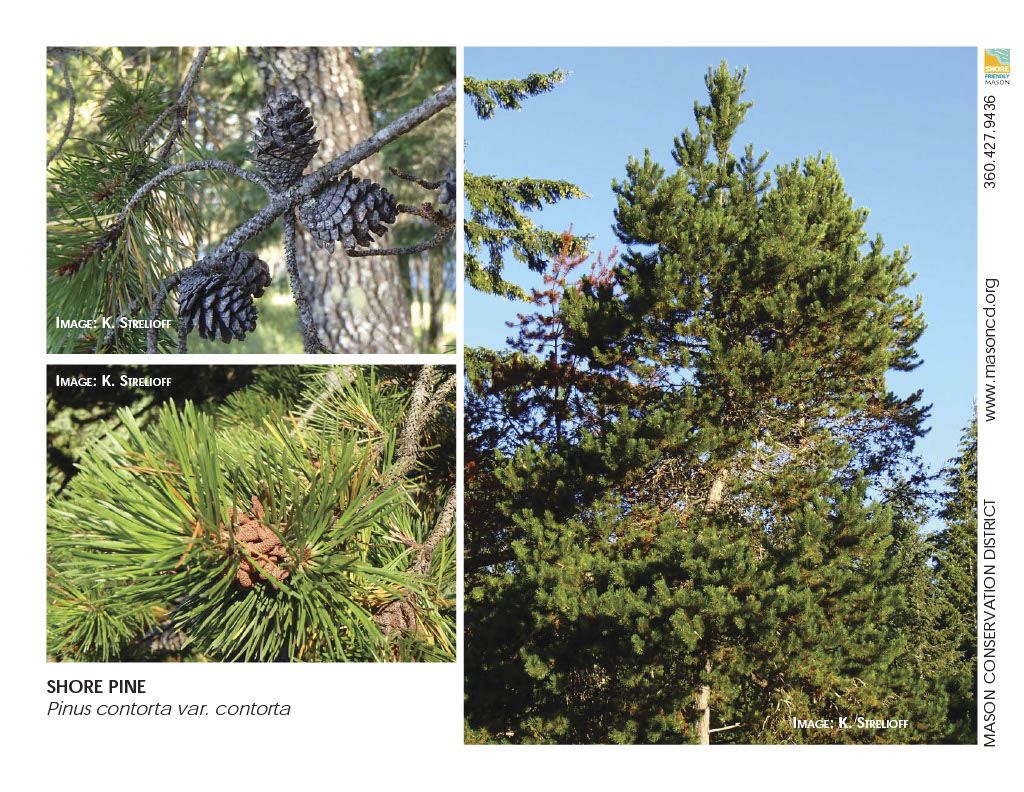 ___SFM Tablet Plants Large Trees1024_2