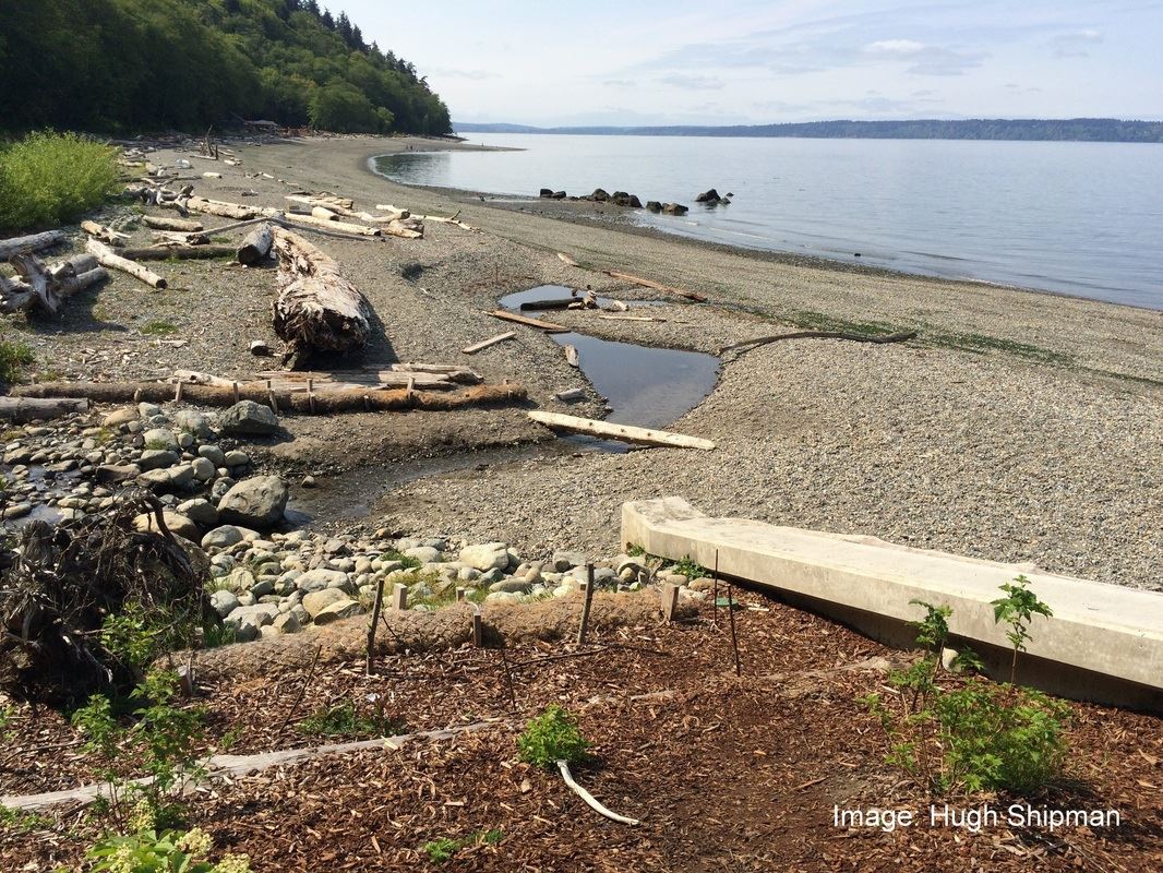 Driftwood logs and upland vegetation help stabilize this beach. 