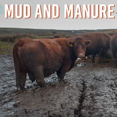 Mud and Manure