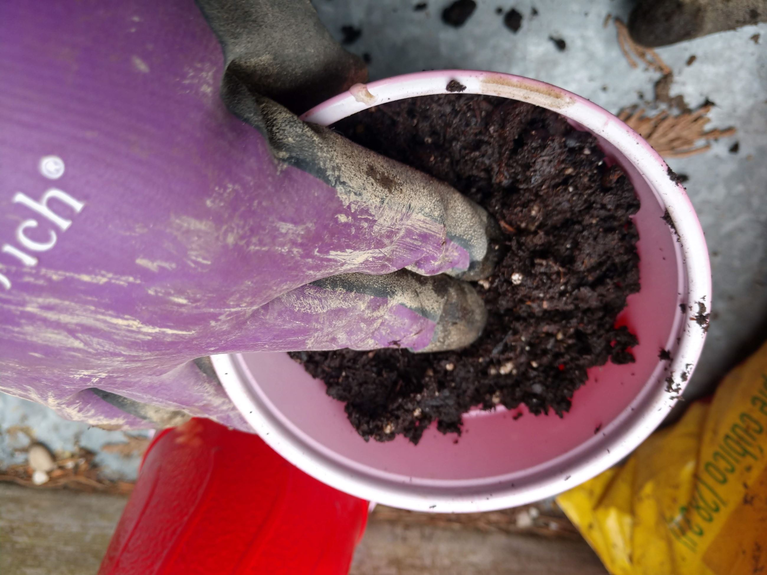 Cover seed with soil and gently press down with fingers