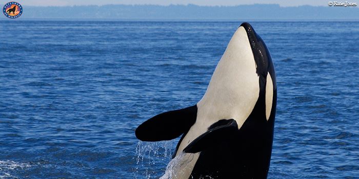 Orcas Love Raingardens 2