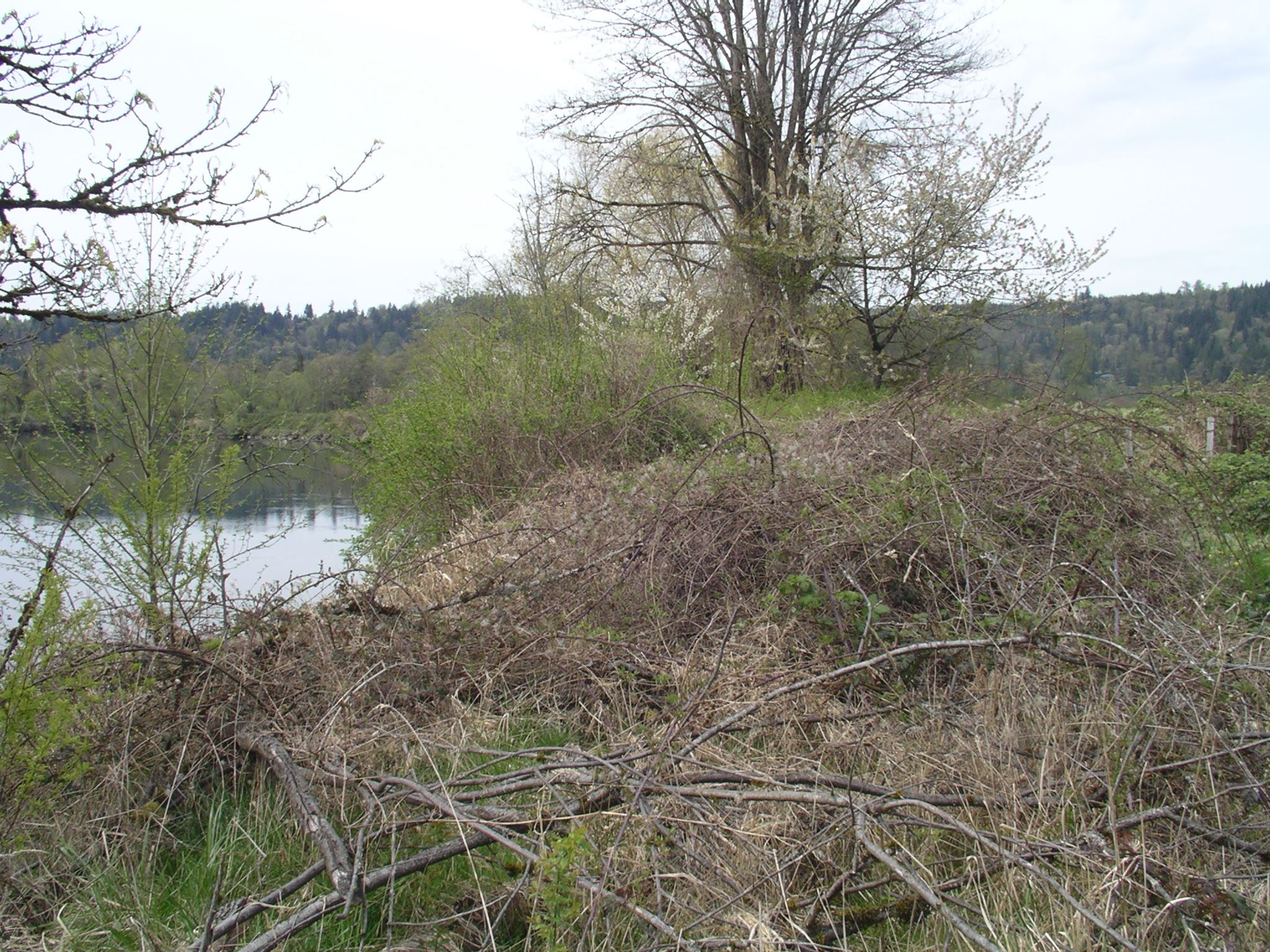 Carnation DF 1 - before