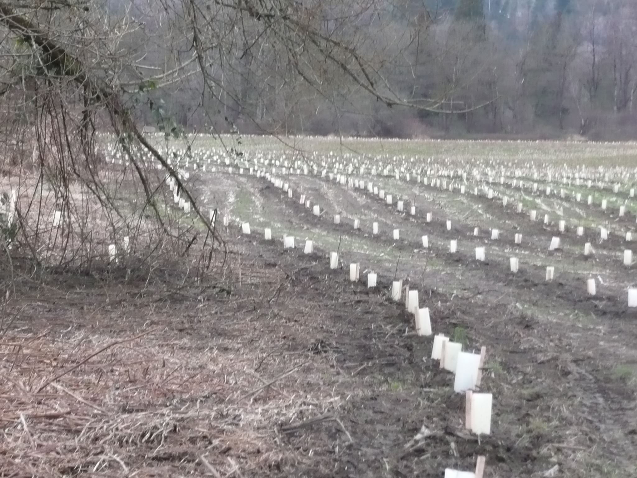 Carnation DF 2 - planted