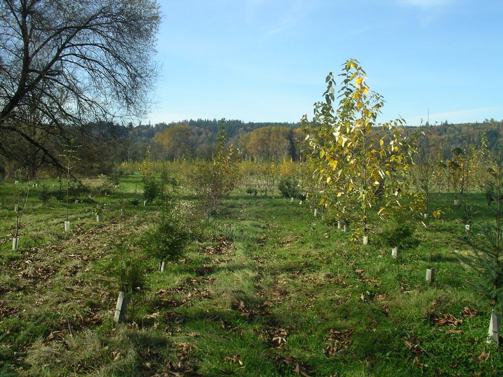 Carnation DF 3 - 2nd Fall Carnation DF 3 - 2nd Fall