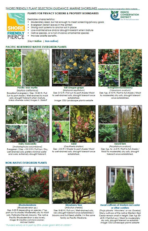 Plants for Privacy Screens