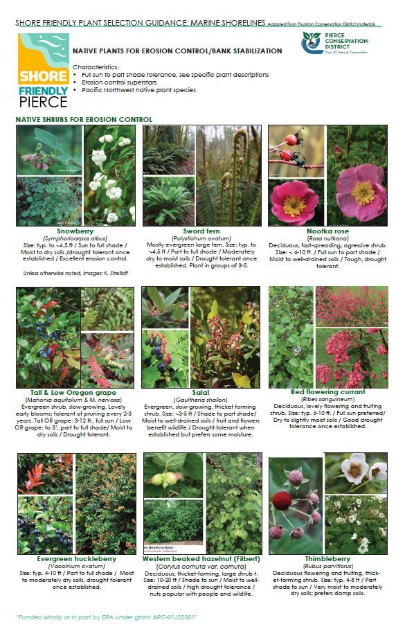 Native Plants for Erosion Control