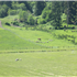 Pasture Management 