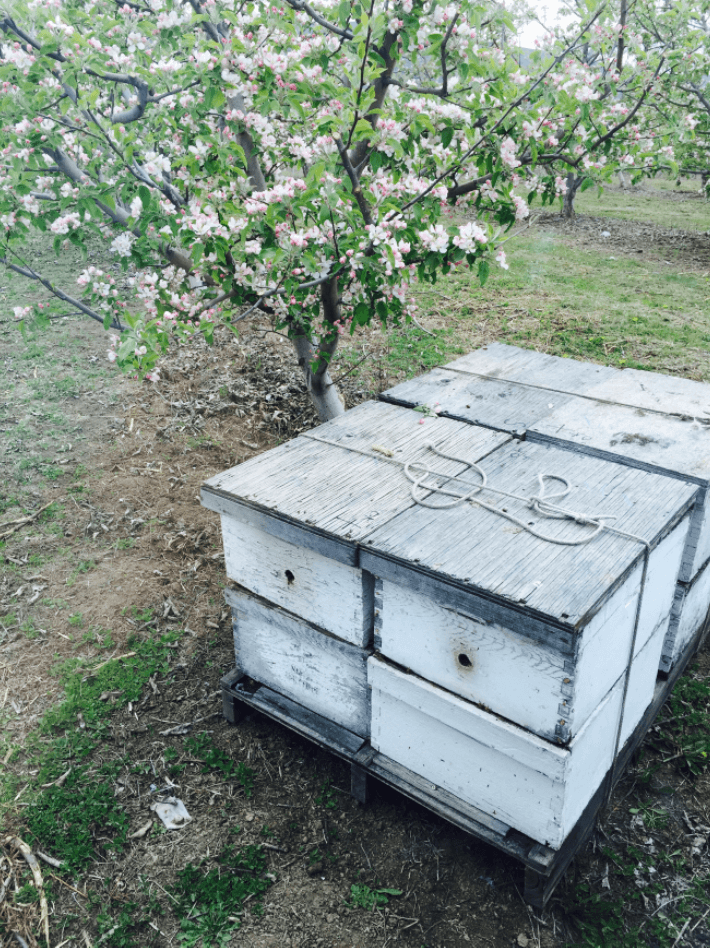 Bee Info Series 3 Bee Info Series 3