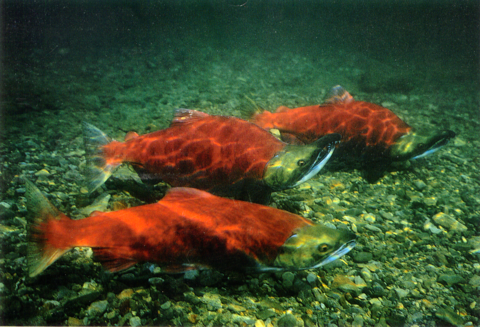 sockeye sockeye