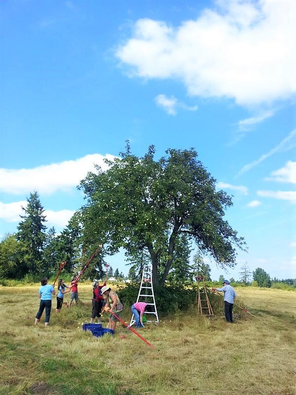 Photo_Gleaning_Urban Fruit Harvest class=