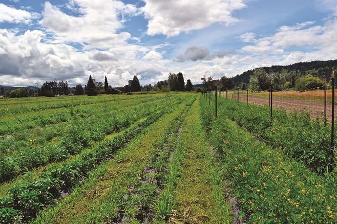 farm_Pic for Farm Blurb(web)