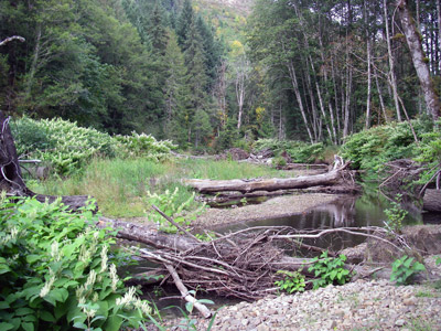 A creek with overgrown vegetation and a log laying across it