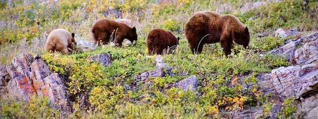 Bears eating berries