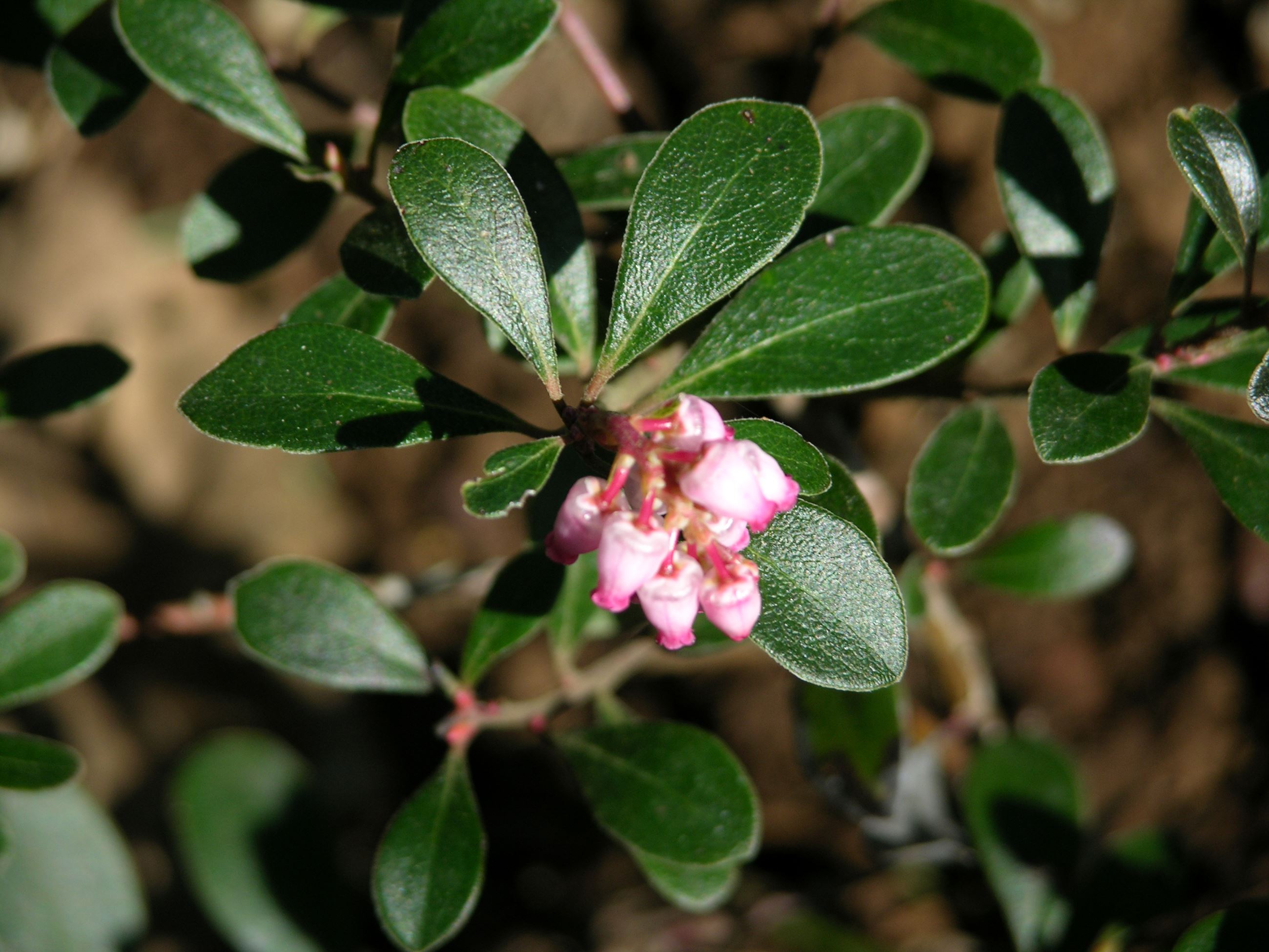 Arctostaphylos_uvaursi_jko7291016