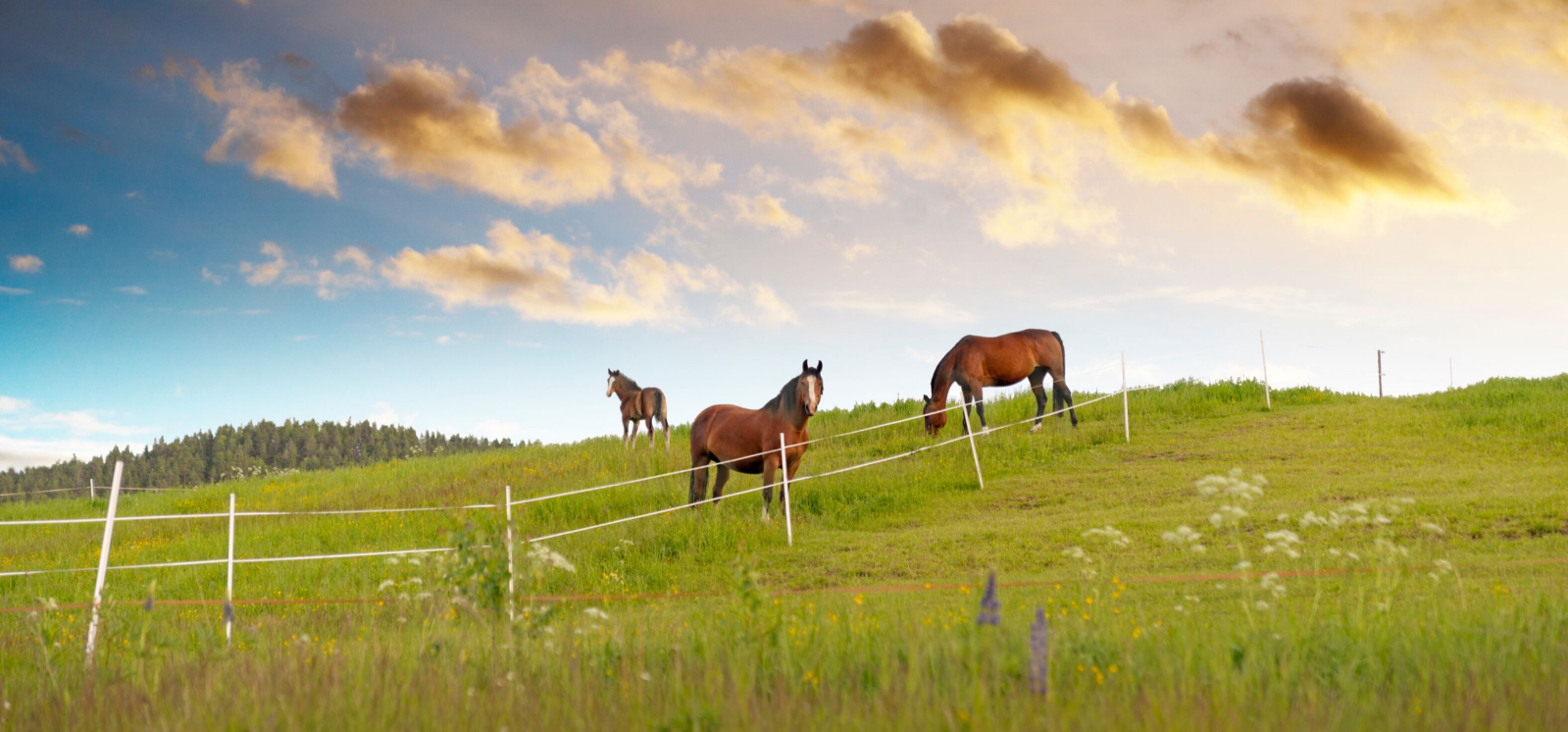 Rotational Grazing Pic