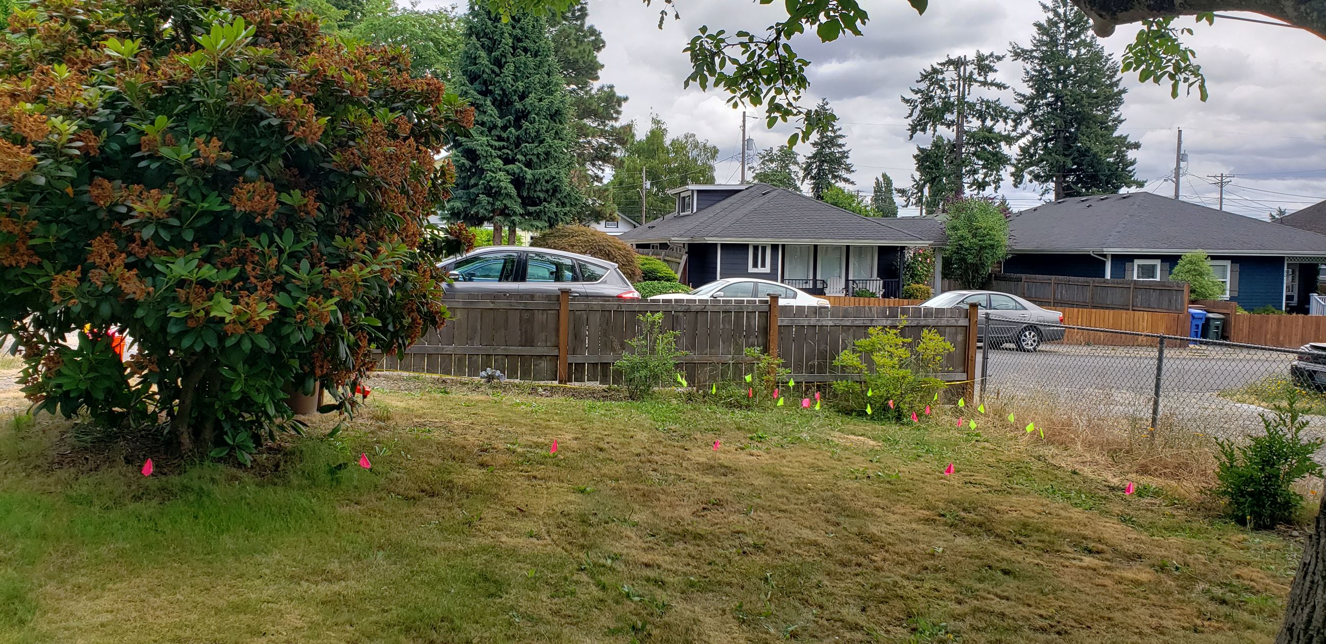 A yard with dry yellow grass and a single bush. 