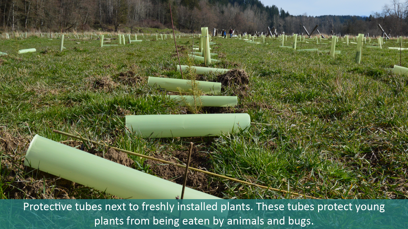 Protective tubs next to young plants in a field at South Prairie Creek Preserve.