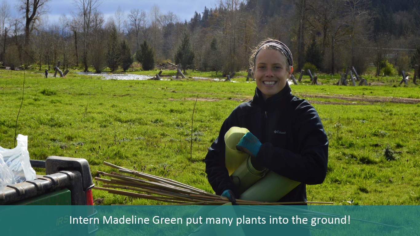 Longtime volunteer Lloyd Fetterly adds protective tubing to plants at South Prairie Creek Preserve