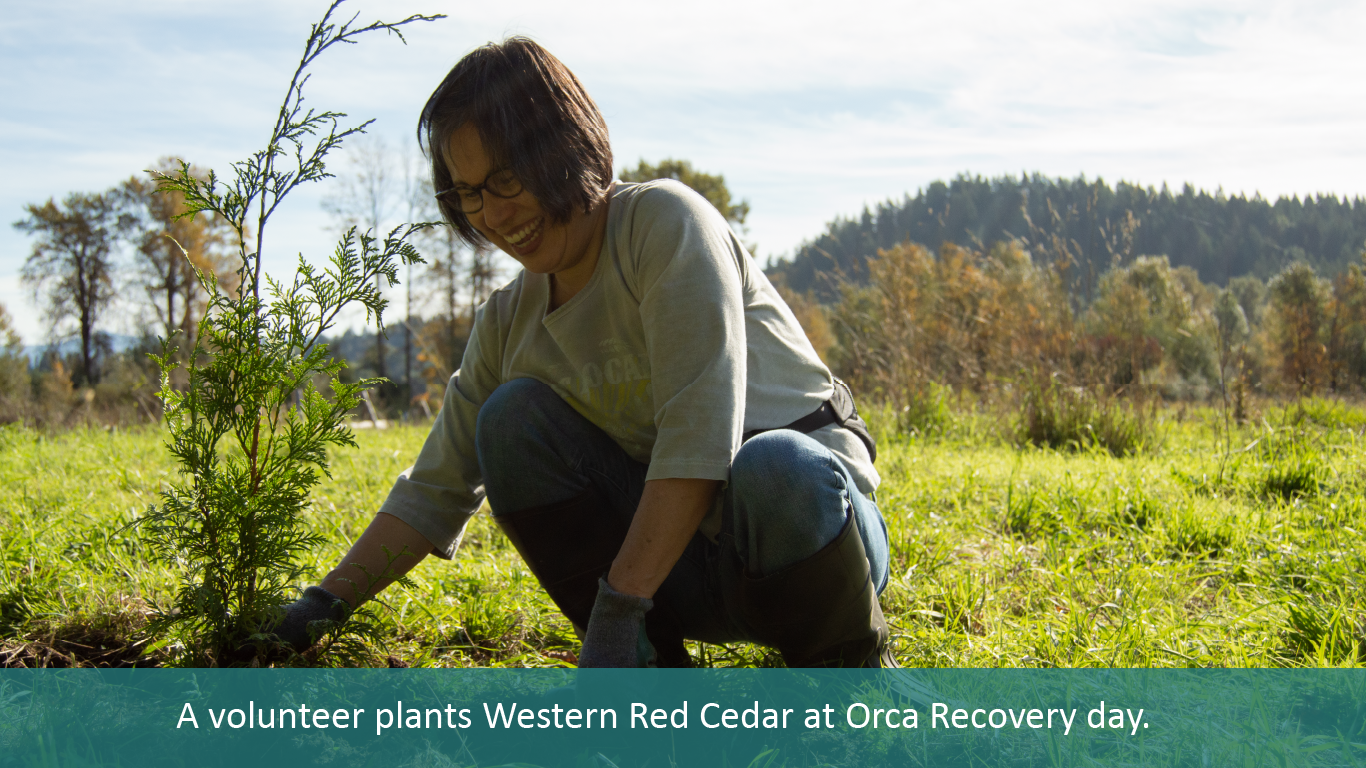 A volunteer plants Western Red Cedar at Orca Recovery day.