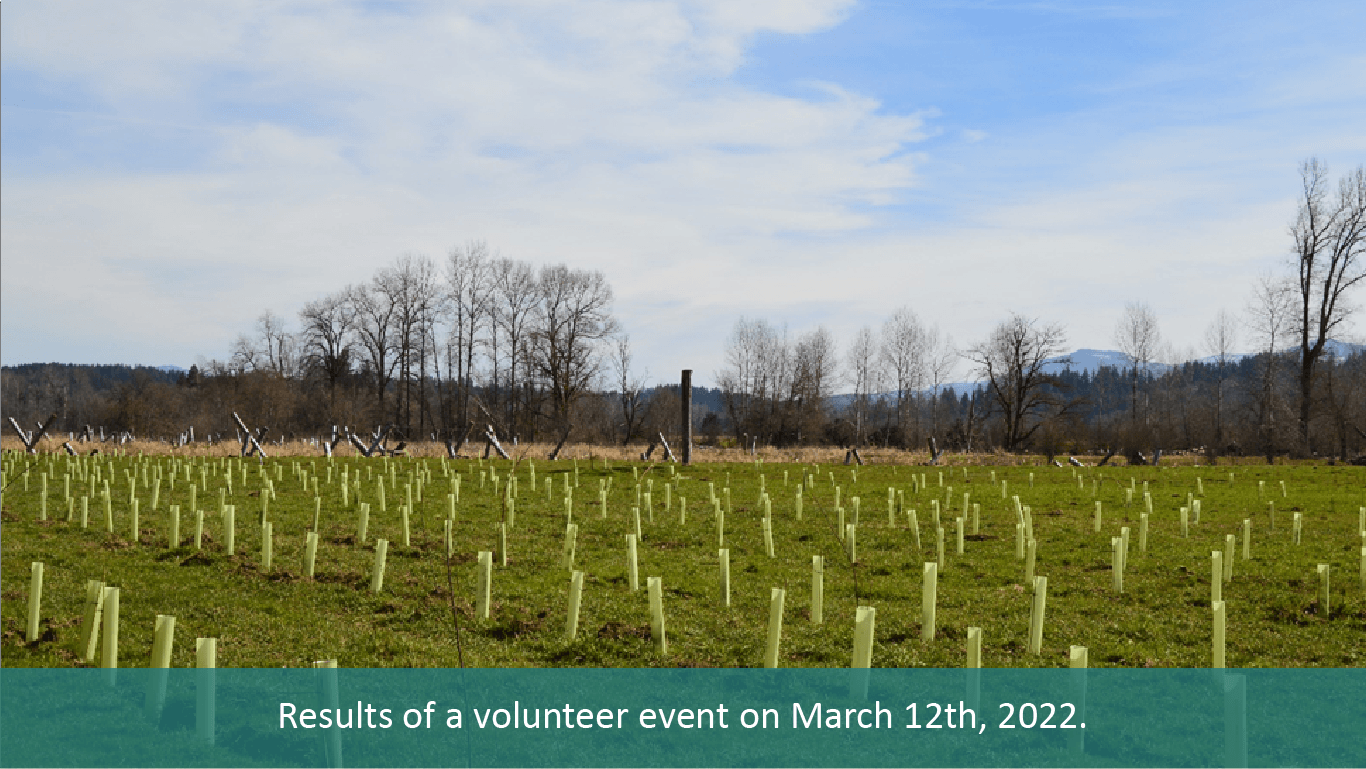 A field of plants protected by tubes at South Prairie Creek Preserve