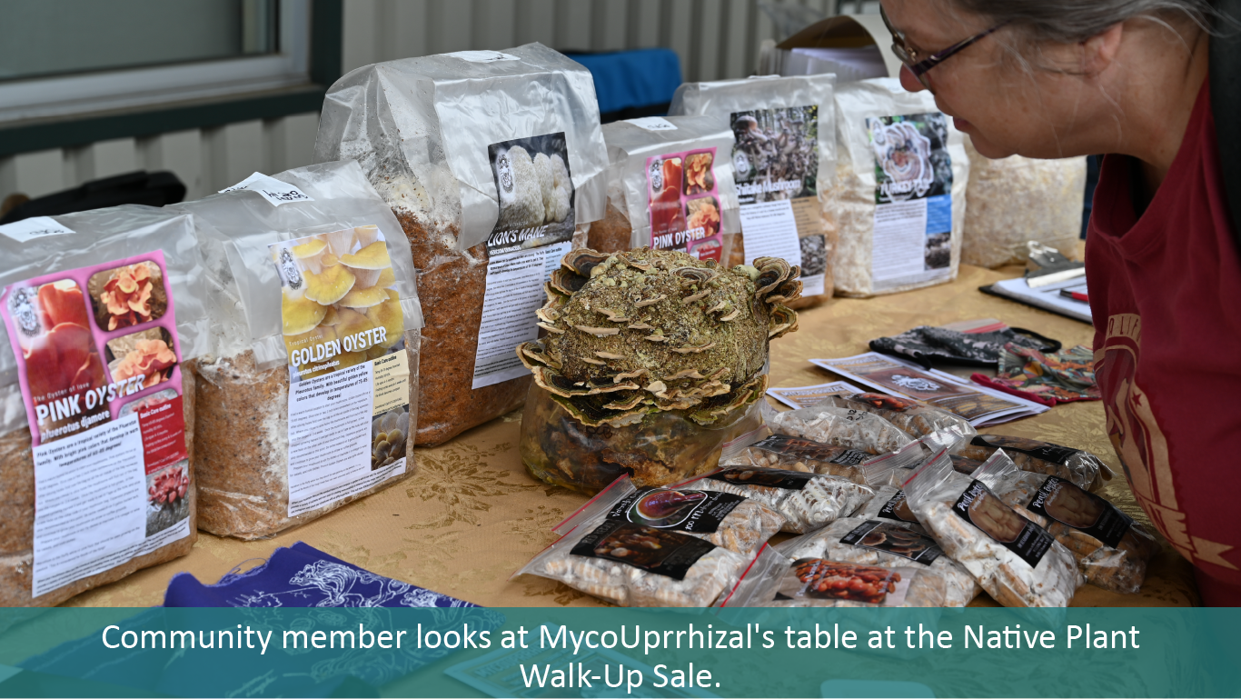 Community member looks at mushrooms on MycoUprrhizal's table at the Native Plant Walk-Up Sale.