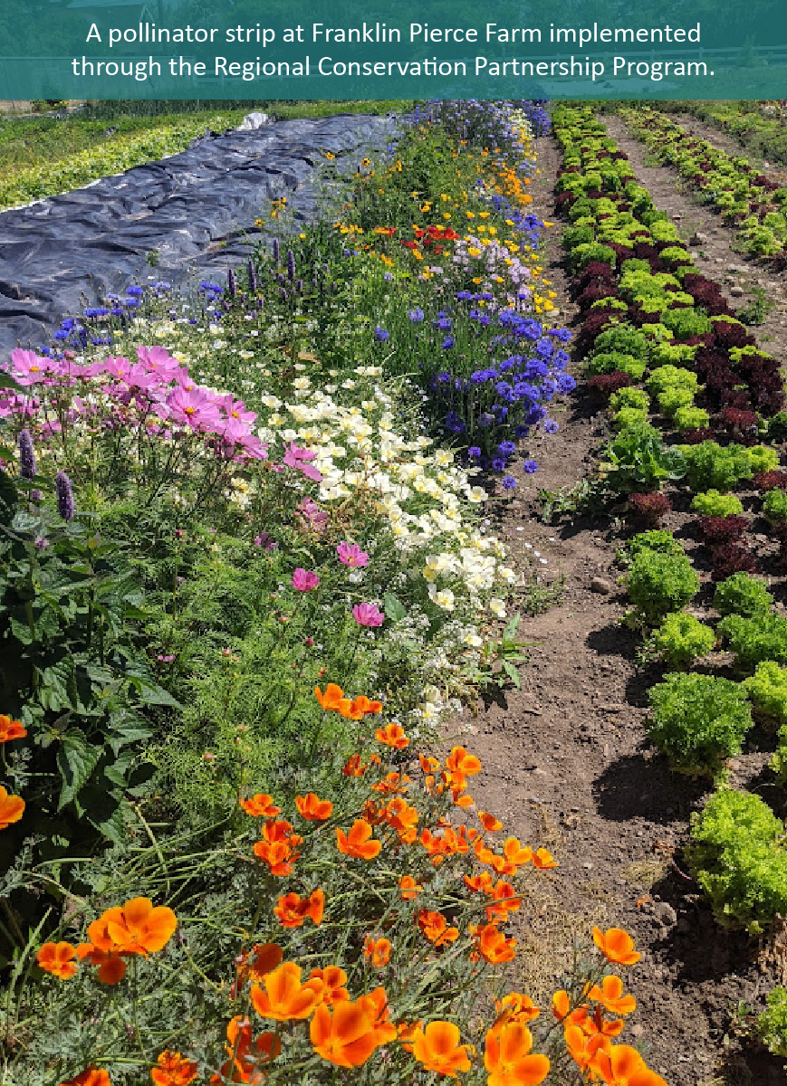 A row of flowers next to a row of kale at Franklin Pierce Farms