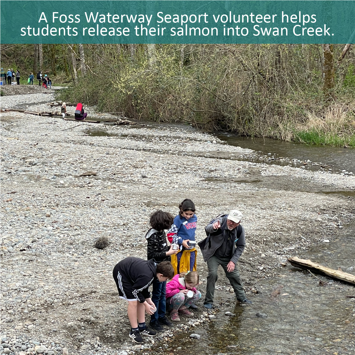 A Foss Waterway Seaport volunteer helps students release their salmon into Swan Creek.