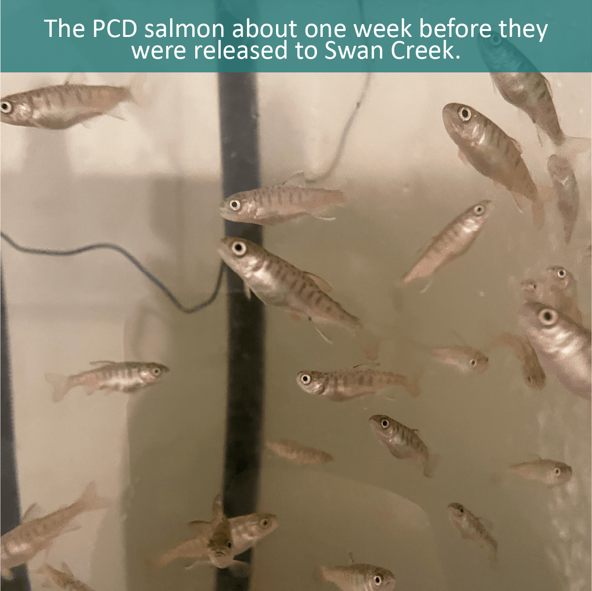 The PCD salmon about one week before they were released to Swan Creek.