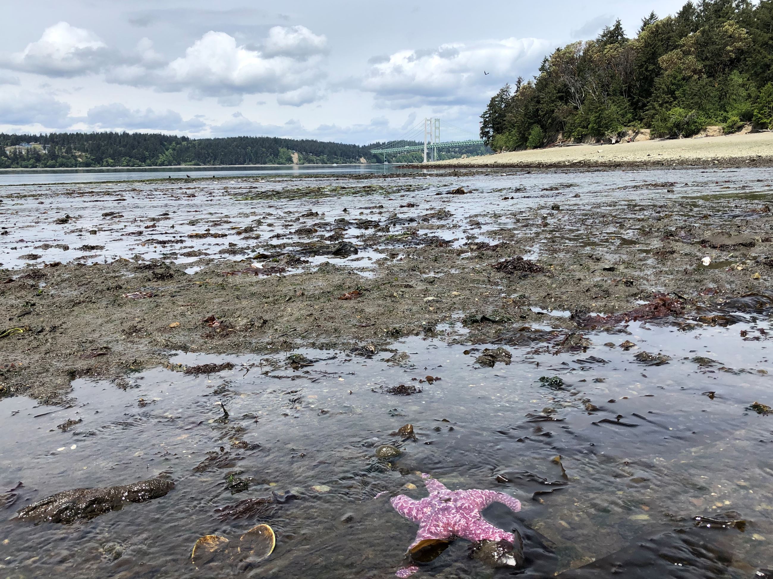 An ochre seastar in the foreground at low tide with the the Narrows Bridge in the background. 