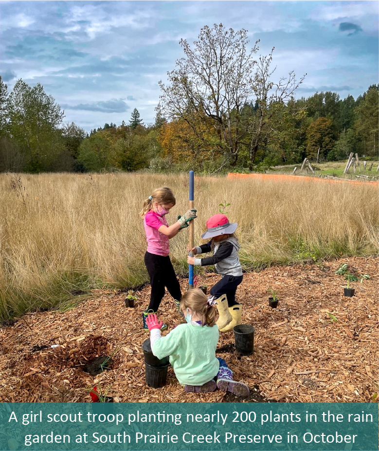 A girl scout troop planting nearly 200 plants in the rain garden at South Prairie Creek Preserve.