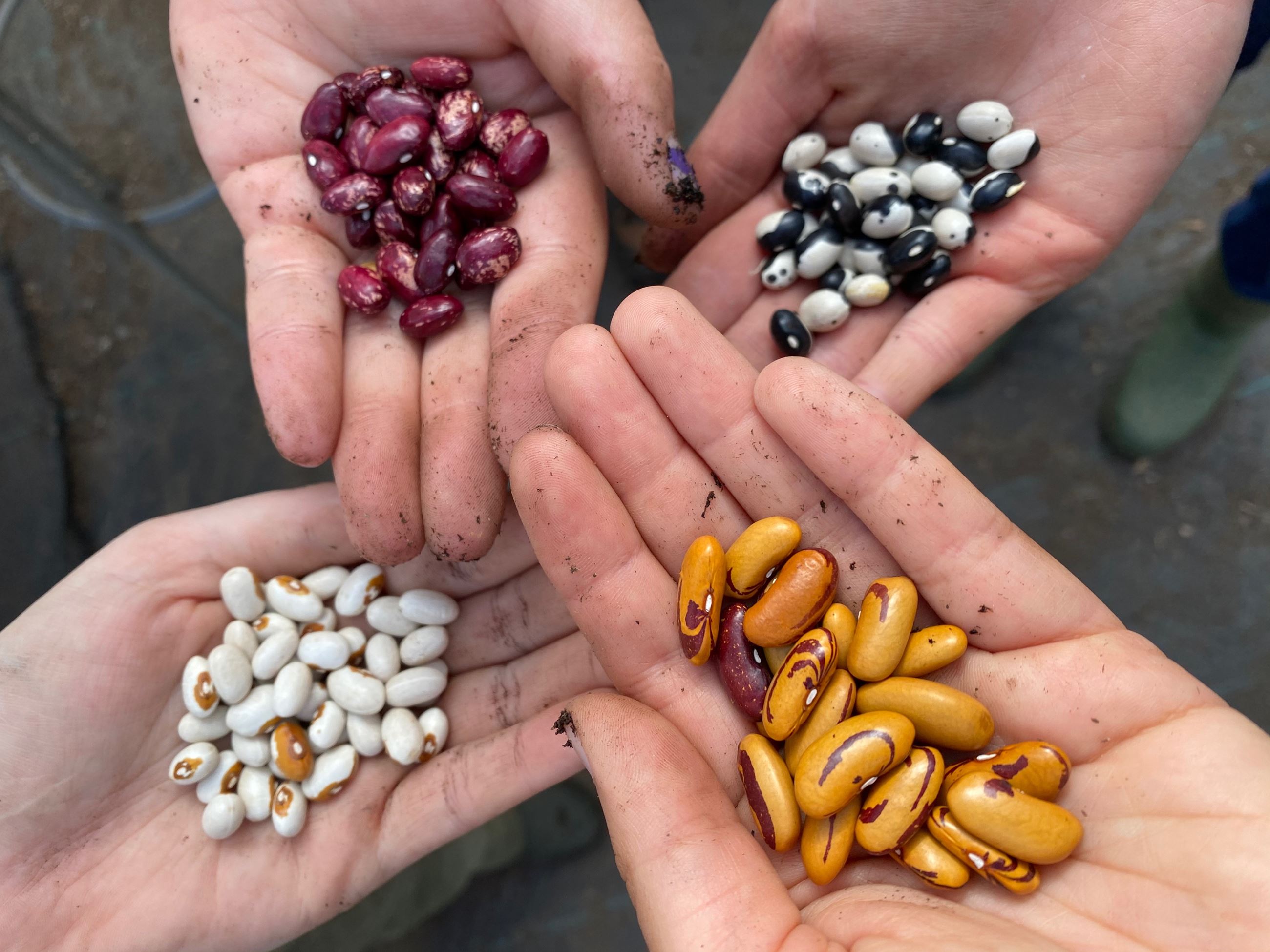 Aerial view of four light-skinned people holding a handful of bean seeds in the palm of their hands