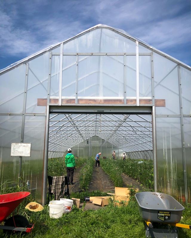 Four people stand in paths between rows of young tomato plants in a greenhouse.