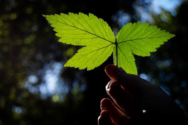 Hand in the bottom right corner of the frame holds a beautiful, bright-green, butterfly shaped leaf