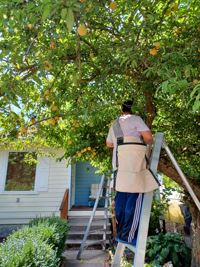 A branch leader stands midway up a ladder harvesting fruit from a tree.