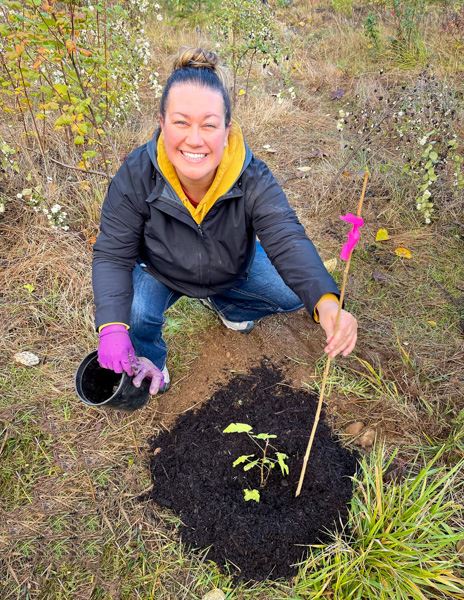 Volunteer at Silver Creek installs pollinator plant native Red Flowering Currant.