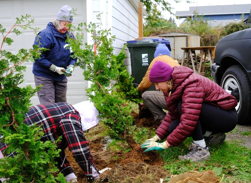 Volunteers plant a free tree at a home in Tacoma.