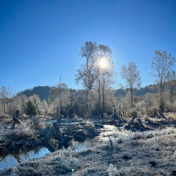IMG_7398A salmon that spawned in south prairie creek lying dead in the water. 