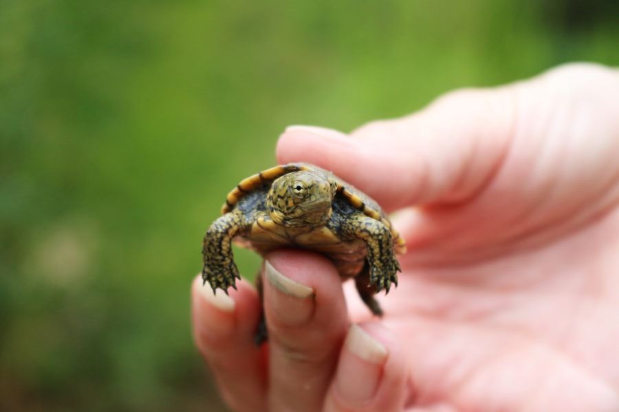 A person holds a baby western pond turtle.