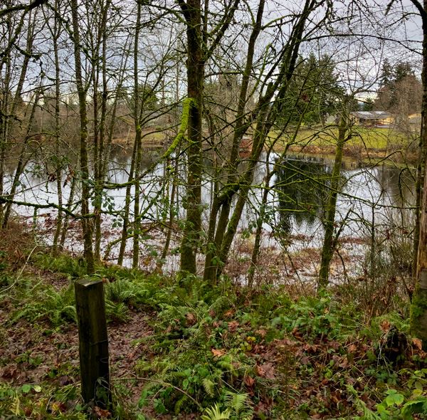 A view of deadman's pond through the trees and ferns in Jan 2023