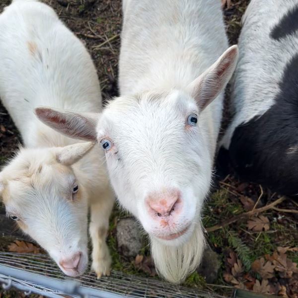 This goat Snowflake's owners received a free soil test to get pasture grass growth for her!